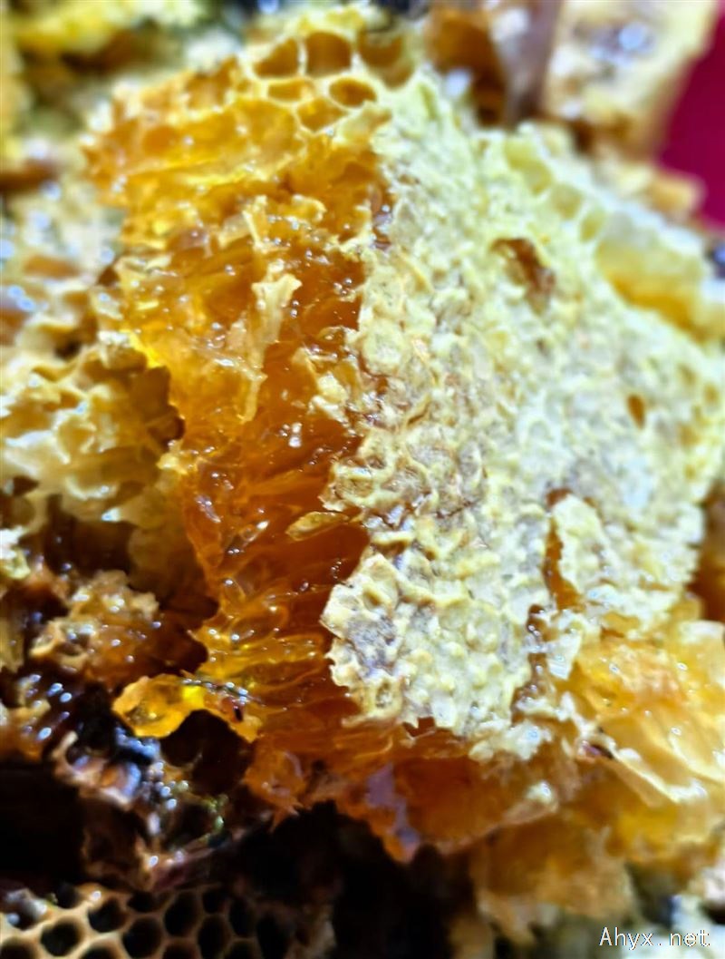 明堂山老林新货土蜂蜜